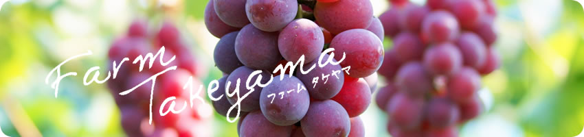 ファームタケヤマ　葡萄狩り　ブドウ　ぶどう　葡萄園　ぶどう食べ放題　ファームタケヤマ